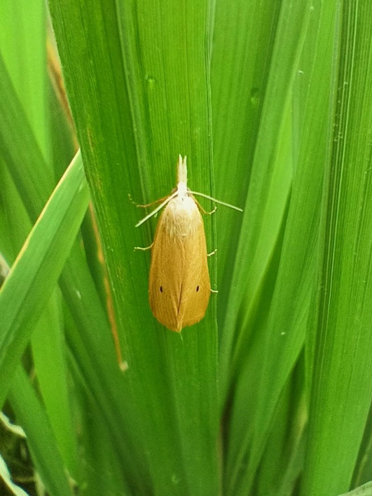 Moth on Leaf